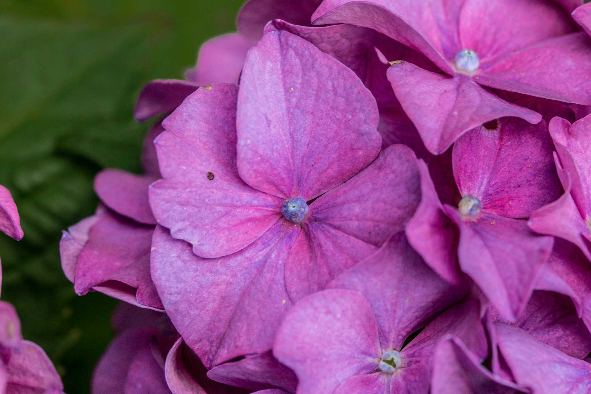 características de la flor hortensia